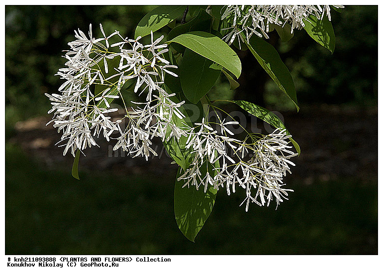 �������� ����������� , ��������� ������������, Chionanthus retusus, ��������, �����, ������ ��������, ��������� ��������, ������� ��������, ���������� ��������,  ������, �����, ���������, ����� ��������, ������������ ���, ������, DONE, ����������, ���������, Oleaceae, XYZ