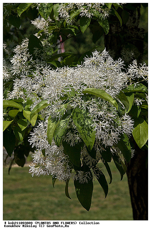 �������� ����������� , ��������� ������������, Chionanthus retusus, ��������, �����, ������ ��������, ��������� ��������, ������� ��������, ���������� ��������,  ������, �����, ���������, ����� ��������, ������������ ���, ������, DONE, ����������, ���������, Oleaceae, XYZ