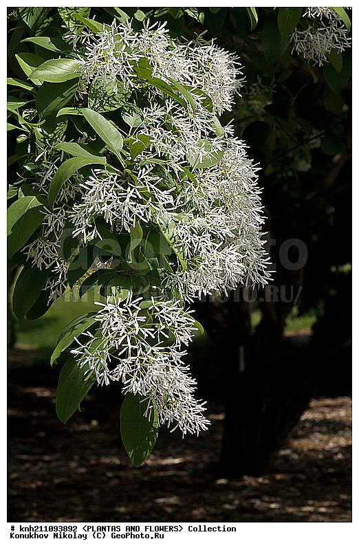 �������� ����������� , ��������� ������������, Chionanthus retusus, ��������, �����, ������ ��������, ��������� ��������, ������� ��������, ���������� ��������,  ������, �����, ���������, ����� ��������, ������������ ���, ������, DONE, ����������, ���������, Oleaceae, XYZ
