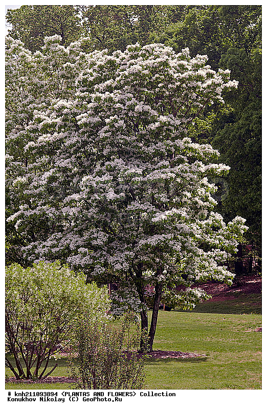 �������� ����������� , ��������� ������������, Chionanthus retusus, ��������, �����, ������ ��������, ��������� ��������, ������� ��������, ���������� ��������,  ������, �����, ���������, ����� ��������, ������������ ���, ������, DONE, ����������, ���������, Oleaceae, XYZ