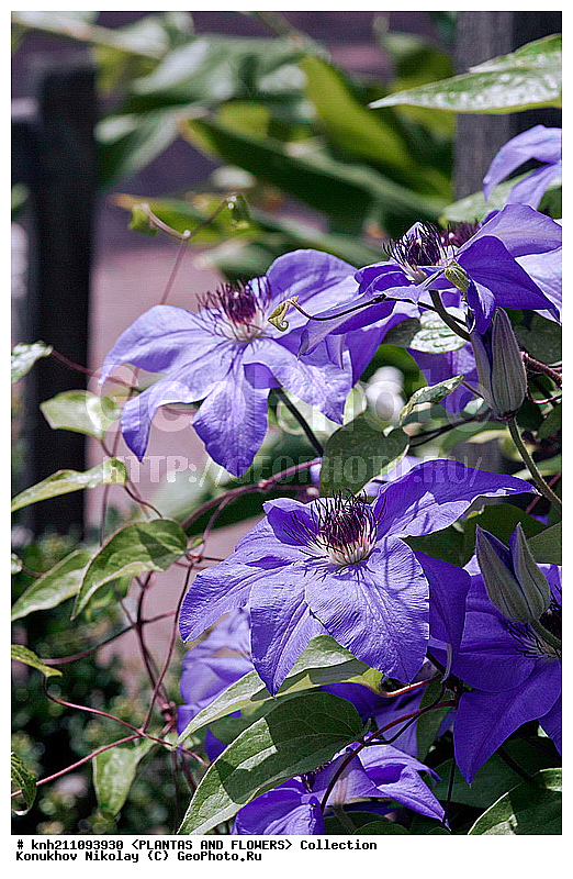 ������� , ��������, Clematis sp., ��������, �����, ������ ��������, ������� ��������, ���, ���������� ��������,  ������, �����, DONE, ���������, Ranunculaceae, ������� �������, �������� �������, Clematis x jackmanii, XYZ