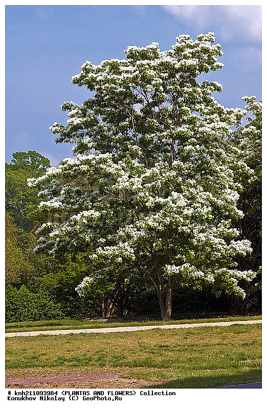 �������� ����������� , ��������� ������������, Chionanthus retusus, ��������, �����, ������ ��������, ��������� ��������, ������� ��������, ���������� ��������,  ������, �����, ���������, ����� ��������, ������������ ���, ������, DONE, ����������, ���������, Oleaceae, XYZ