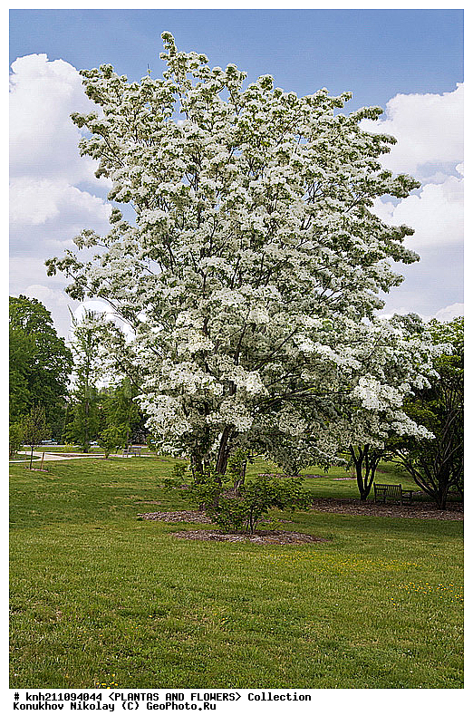 �������� ����������� , ��������� ������������, Chionanthus retusus, ��������, �����, ������ ��������, ��������� ��������, ������� ��������, ���������� ��������,  ������, �����, ���������, ����� ��������, ������������ ���, ������, DONE, ����������, ���������, Oleaceae, XYZ