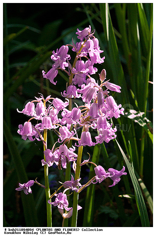 �������� ���������, Hyacinthoides hispanica,Scilla hispanica, ��������, �����, ������ ��������, ���������� ��������, ������� ��������, ������, �����, �����������, ����������, �����������, Hyacinthaaceae, ���������, Asparagaceae, DONE, ���������� �������, Hyacinthaceae, ������, XYZ, ����������� ������, ����������� ����������� �����