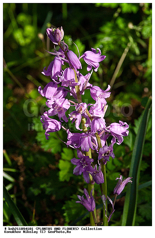 �������� ���������, Hyacinthoides hispanica,Scilla hispanica, ��������, �����, ������ ��������, ���������� ��������, ������� ��������, ������, �����, �����������, ����������, �����������, Hyacinthaaceae, ���������, Asparagaceae, DONE, ���������� �������, Hyacinthaceae, ������, XYZ, ����������� ������, ����������� ����������� �����