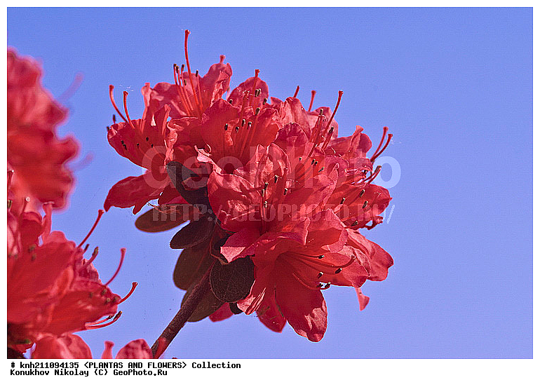 ������, Rhododendron sp., ��������, �����, ������ ��������, ������� ��������, ���, ���������� ��������,  ������, �����, �����������, ���������, ����� ��������, ������������ ���, ������, ����������, Ericaceae, DONE, ���������, ����������, ������������ ��������, ������������ ��������, ������������, ������������ �����������, �����������, ������������, ���������, �����, ����������, ������������ ��������, ������������ ��������, ������������, ������������, ������������, �����������, XYZ