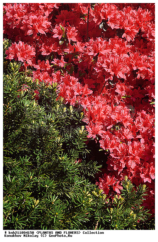 ������, Rhododendron sp., ��������, �����, ������ ��������, DONE, ������� ��������, ���, ���������� ��������,  ������, �����, �����������, ���������, ����� ��������, ������������ ���, ������, ����������, Ericaceae, ���������, ����������, ������������ ��������, ������������ ��������, ������������, ������������ �����������, �����������, ������������, ���������, �����, ����������, ������������ ��������, ������������ ��������, ������������, ������������, ������������, �����������, XYZ