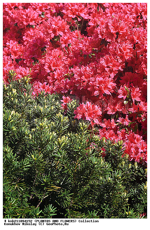 ������, Rhododendron sp., ��������, �����, ������ ��������, ������� ��������, ���, ���������� ��������,  ������, �����, �����������, ���������, ����� ��������, ������������ ���, ������, ����������, Ericaceae, DONE, ���������, ����������, ������������ ��������, ������������ ��������, ������������, ������������ �����������, �����������, ������������, ���������, �����, ����������, ������������ ��������, ������������ ��������, ������������, ������������, ������������, �����������, XYZ