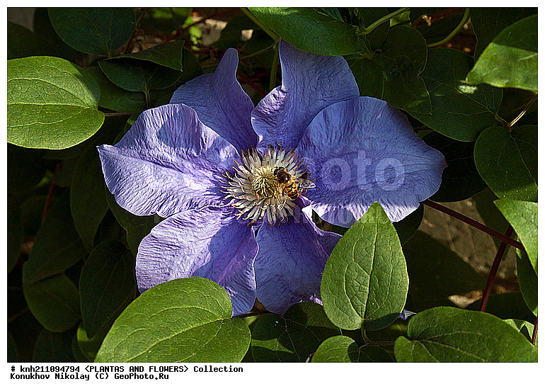 ������� , ��������, Clematis sp., ��������, �����, ������ ��������, ������� ��������, ���, ���������� ��������,  ������, �����, DONE, ���������, Ranunculaceae, ������� �������, �������� �������, Clematis x jackmanii, XYZ