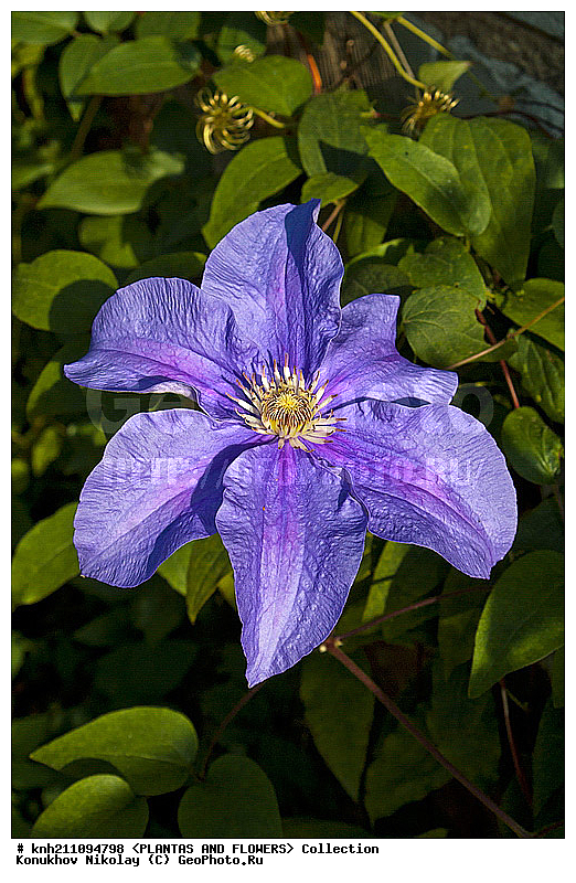 ������� , ��������, Clematis sp., ��������, �����, ������ ��������, ������� ��������, ���, ���������� ��������,  ������, �����, DONE, ���������, Ranunculaceae, ������� �������, �������� �������, Clematis x jackmanii, XYZ