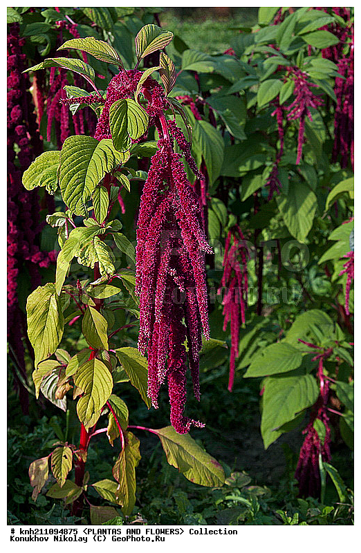 ���������, Amaranthus caudatus, ��������, �����, ������ ��������, ���������� ��������, ������� ��������, ������, �����, �����������, DONE, �����������, ���������, Amaranthaeae, ������� ���������, ��������� ���������, ������ ���������, ���������� �������, ������, XYZ, ����������� ������, ����������� ����������� �����