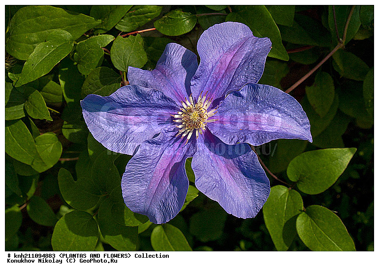 ������� , ��������, Clematis sp., ��������, �����, ������ ��������, ������� ��������, ���, ���������� ��������,  ������, �����, DONE, ���������, Ranunculaceae, ������� �������, �������� �������, Clematis x jackmanii, XYZ