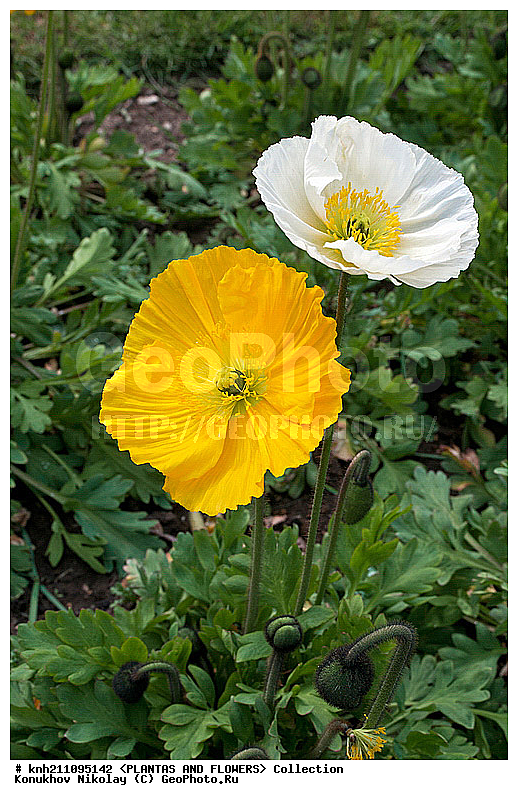 ��� ��������������, Papaver nudicaule, ��������, �����, ������ ��������, ���������� ��������, ������� ��������, ������, �����, �����������, DONE, �������, Papaveraceae, ���������� �������, ������, XYZ, ����������� ������, ����������� ����������� �����