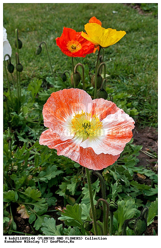 ��� ��������������, Papaver nudicaule, ��������, �����, ������ ��������, ���������� ��������, ������� ��������, ������, �����, �����������, DONE, �������, Papaveraceae, ���������� �������, ������, XYZ, ����������� ������, ����������� ����������� �����