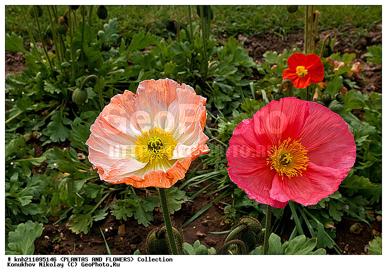��� ��������������, Papaver nudicaule, ��������, �����, ������ ��������, ���������� ��������, ������� ��������, ������, �����, �����������, DONE, �������, Papaveraceae, ���������� �������, ������, XYZ, ����������� ������, ����������� ����������� �����