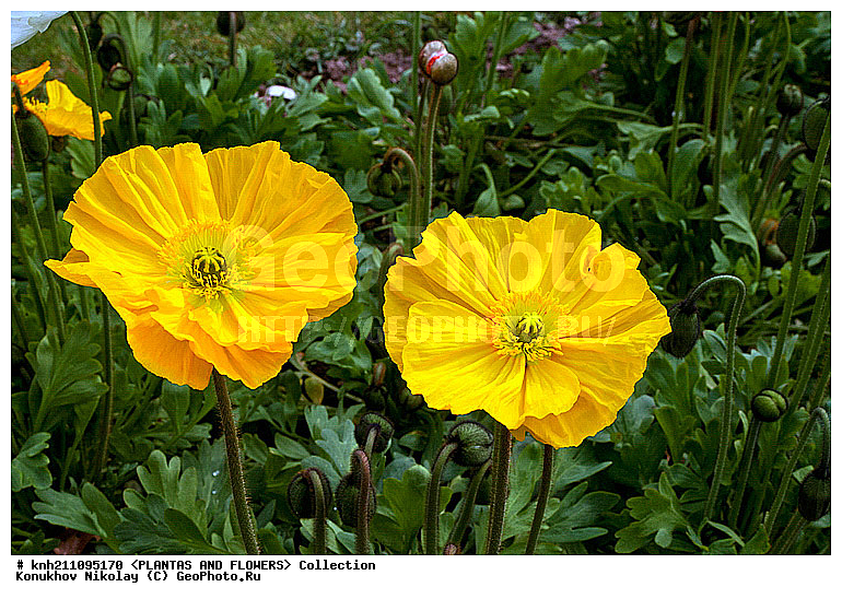 ��� ��������������, Papaver nudicaule, ��������, �����, ������ ��������, ���������� ��������, ������� ��������, ������, �����, �����������, DONE, �������, Papaveraceae, ���������� �������, ������, XYZ, ����������� ������, ����������� ����������� �����