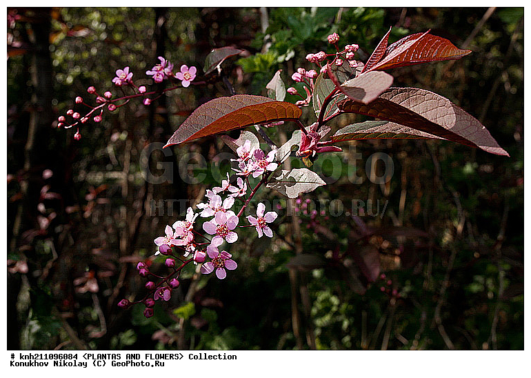 �������� ������������. ��������, Prunus padus, ��������, �����, ������ ��������, ���������� ��������, ������� ��������, ������, �����, �����������, DONE, ������������, �������, �����������, Rosaceae, ������� ������������, ������� ������, �������� ��������, , �������� ������, ������� ��������, ��������, ���������� �������, ������, XYZ, ����������� ������, ����������� ����������� �����