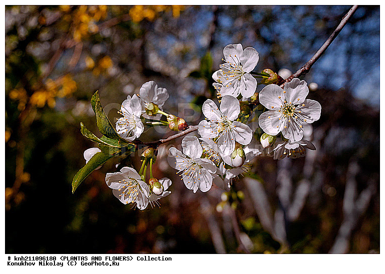 ����� ������ , ����� ������������, Prunus cerasus, ��������, �����, ������ ��������, ������� ��������, ������, �����, �����������, ������������, �������, �����������, Rosaceae, DONE, ���������� �������, Cerasus vulgaris, ������, XYZ, ����������� ������, ����������� ����������� �����