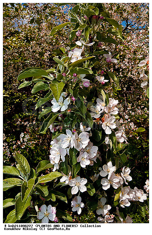 ������ ��������,����������, Malus domestica, ��������, �����, ������ ��������, ������� ��������, ������, �����, �����������, ������������, �������, �����������, Rosaceae, DONE, ������ ����������, ���������� �������, ������, XYZ, ����������� ������, ����������� ����������� �����