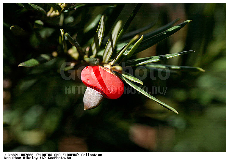 ���� ��������������, Taxus brevifolia, ��������, �����, ������ ��������, ���������� ��������, ������������ ��������, ������� ��������, �����������, DONE, �������, Taxaceae, ���������� �������, ��� ��������������, ������, XYZ, ����������� ������, ����������� ����������� �����