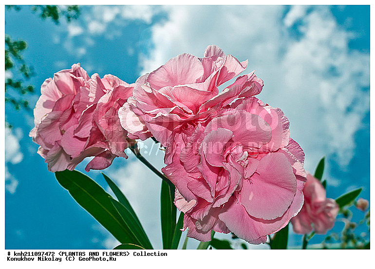 ������� ������������, Nerium oleander, ��������, �����, ������ ��������, ��������� ��������, ������, �����, ����������� ��������, DONE, ��������, Apocynaceae, Nerium odorum, XYZ