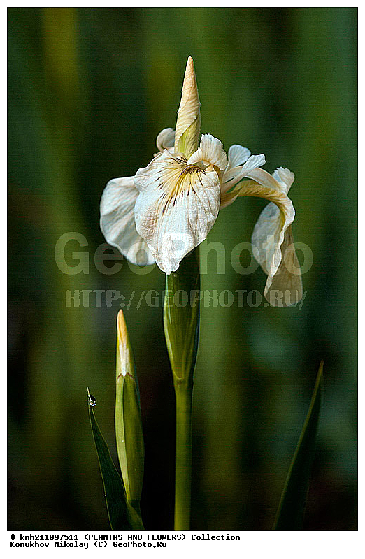 ���� ��������, Iris pseudoacorus, ��������, �����, ������ ��������, ������� ��������, ���, ���������� ��������,  ������, �����, DONE, ��������, �����������, Iridaceae, ���� ������������, ���� ������, ���� �����������, ���� ����������, ������� ��������, ���� ��������, ���� ������, ���� �������, ���� �����, Iris pseudacorus, Limniris pseudacorus, XYZ