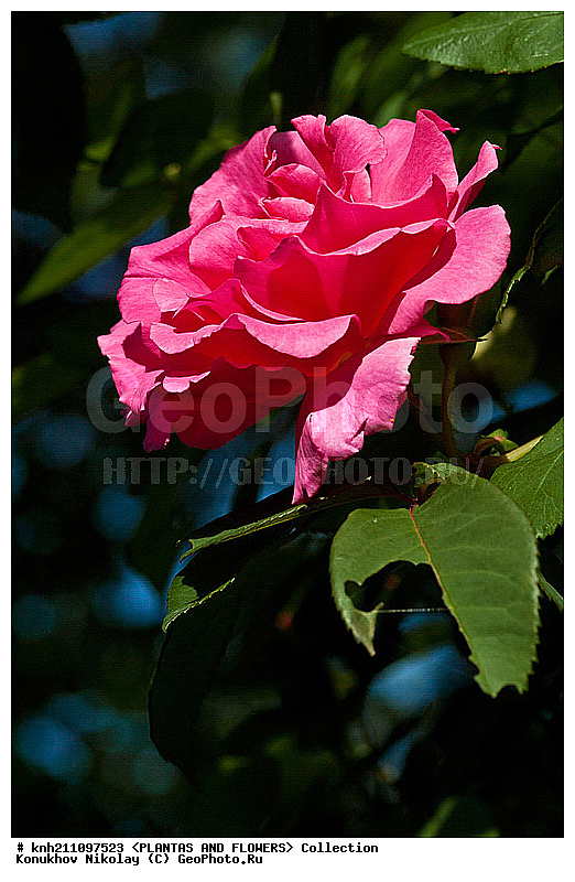 ����, Rosa sp., ��������, �����, ������ ��������, ������ ��������, �����, ��������,  ���������� ��������, ������� ��������, ������, �����, �����������, DONE, ������������, �������, �����������, Rosaceae, ���������� �������, ������, ���������, �����, ����������, ������������ ��������, ������������ ��������, ������������, ������������, ������������, �����������, XYZ, ����������� ������, ����������� ����������� �����