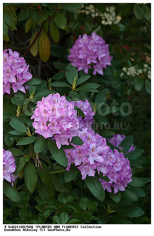 ������, Rhododendron sp., ��������, �����, ������ ��������, ������� ��������, ���, ���������� ��������,  ������, �����, �����������, ���������, ����� ��������, ������������ ���, ������, ����������, Ericaceae, DONE, ���������, ����������, ������������ ��������, ������������ ��������, ������������, ������������ �����������, �����������, ������������, ���������, �����, ����������, ������������ ��������, ������������ ��������, ������������, ������������, ������������, �����������, XYZ