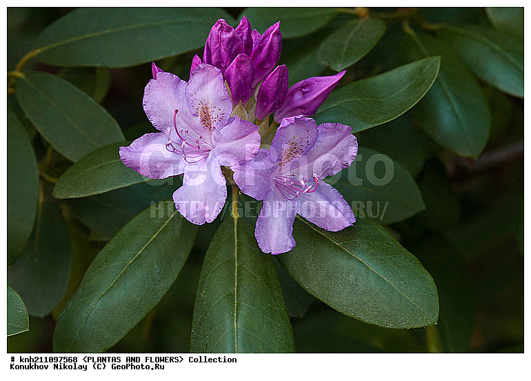 ������, Rhododendron sp., ��������, �����, ������ ��������, ������� ��������, ���, ���������� ��������,  ������, �����, �����������, ���������, ����� ��������, ������������ ���, ������, ����������, Ericaceae, DONE, ���������, ����������, ������������ ��������, ������������ ��������, ������������, ������������ �����������, �����������, ������������, ���������, �����, ����������, ������������ ��������, ������������ ��������, ������������, ������������, ������������, �����������, XYZ