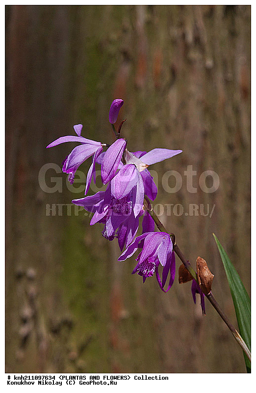 �������� ���������, Bletilla striata, ��������, �����, ������ ��������, ������� ��������, ���, ���������� ��������,  ������, �����, ���������, ����� ��������, ������������ ���, ������, ��������, ������������, �������, Orchidaceae, DONE, XYZ