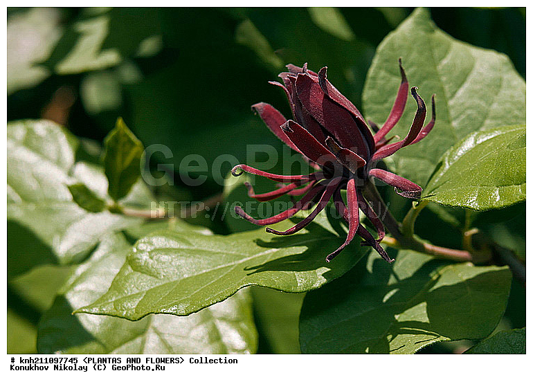 �������� ��������, Calycanthus floridus, ��������, �����, ������ ��������, ������� ��������, ���, ���������� ��������,  ������, �����, ���������, ����� ��������, ������������ ���, ������, DONE, ������������, Calycanthaceae, XYZ