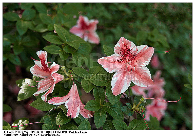 ������, Rhododendron sp., ��������, �����, ������ ��������, ������� ��������, ���, ���������� ��������,  ������, �����, �����������, ���������, ����� ��������, ������������ ���, ������, ����������, Ericaceae, DONE, ���������, ����������, ������������ ��������, ������������ ��������, ������������, ������������ �����������, �����������, ������������, ���������, �����, ����������, ������������ ��������, ������������ ��������, ������������, ������������, ������������, �����������, XYZ