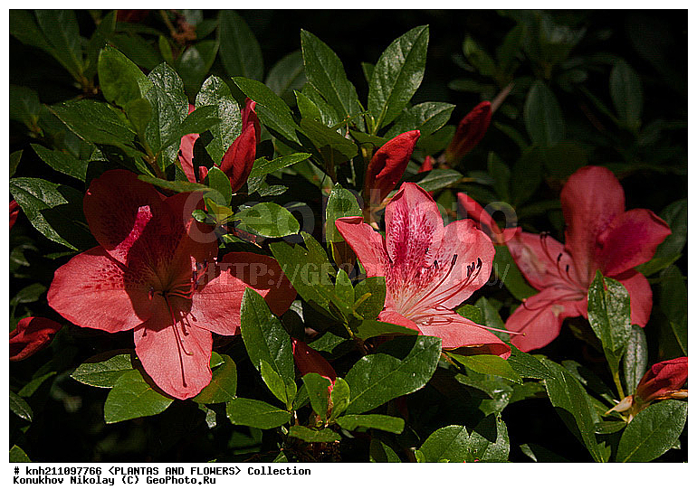 ������, Rhododendron sp., ��������, �����, ������ ��������, ������� ��������, ���, ���������� ��������,  ������, �����, �����������, ���������, ����� ��������, ������������ ���, ������, ����������, Ericaceae, DONE, ���������, ����������, ������������ ��������, ������������ ��������, ������������, ������������ �����������, �����������, ������������, ���������, �����, ����������, ������������ ��������, ������������ ��������, ������������, ������������, ������������, �����������, XYZ