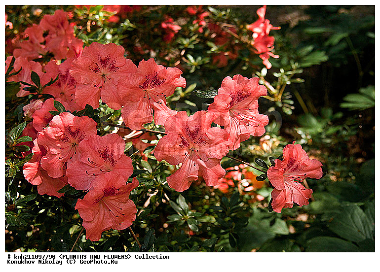 ������, Rhododendron sp., ��������, �����, ������ ��������, ������� ��������, ���, ���������� ��������,  ������, �����, �����������, ���������, ����� ��������, ������������ ���, ������, ����������, Ericaceae, DONE, ���������, ����������, ������������ ��������, ������������ ��������, ������������, ������������ �����������, �����������, ������������, ���������, �����, ����������, ������������ ��������, ������������ ��������, ������������, ������������, ������������, �����������, XYZ
