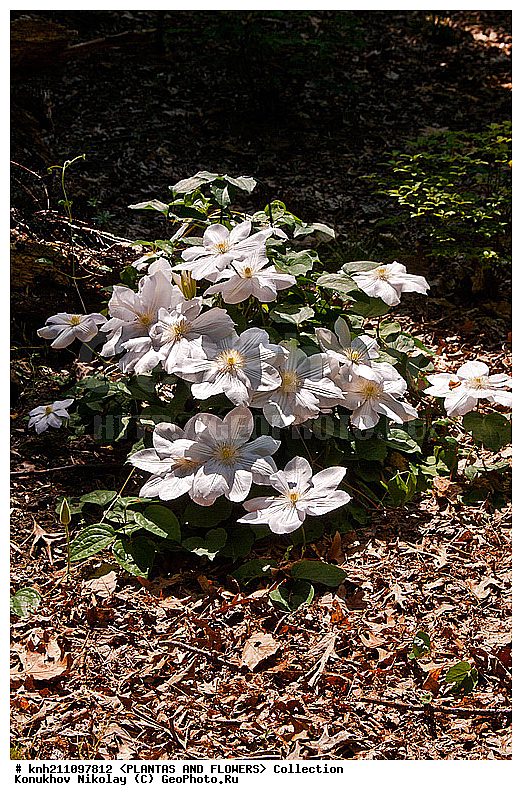 ������� , ��������, Clematis sp., ��������, �����, ������ ��������, ������� ��������, ���, ���������� ��������,  ������, �����, ���������, ����� ��������, ������������ ���, ������, DONE, ���������, Ranunculaceae, ������� �������, �������� �������, Clematis x jackmanii, XYZ