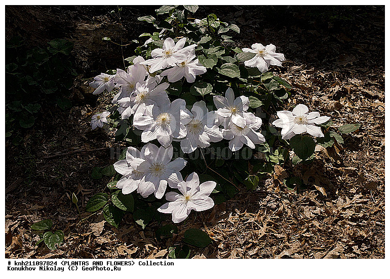 ��������, Clematis sp., ��������, �����, ������ ��������, ������� ��������, ���, ���������� ��������,  ������, �����, ���������, ����� ��������, ������������ ���, ������, DONE, ���������, Ranunculaceae, ������� �������, �������� �������, Clematis x jackmanii, XYZ
