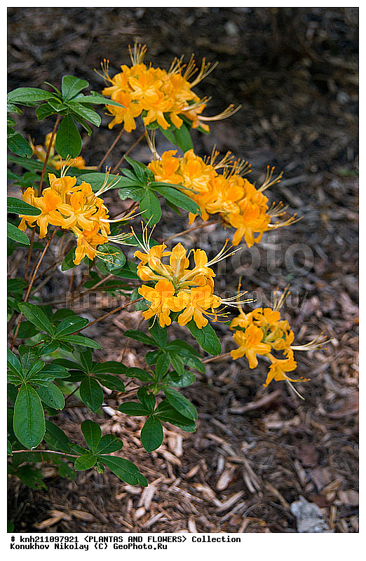 ������, Rhododendron sp., ��������, �����, ������ ��������, ������� ��������, ���, ���������� ��������,  ������, �����, �����������, ���������, ����� ��������, ������������ ���, ������, ����������, Ericaceae, DONE, ���������, ����������, ������������ ��������, ������������ ��������, ������������, ������������ �����������, �����������, ������������, ���������, �����, ����������, ������������ ��������, ������������ ��������, ������������, ������������, ������������, �����������, XYZ
