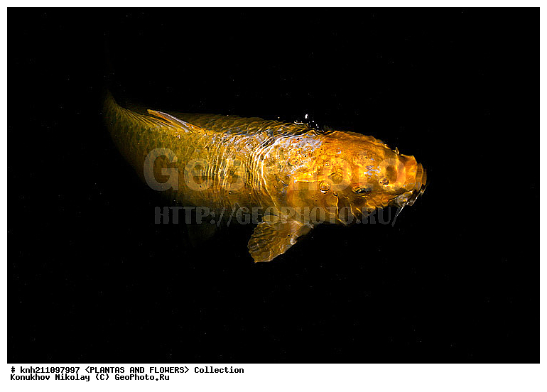 ���, ����� ���, �������� ����, Cyprinus carpio, ���������, ����� ��������, ������������ ���, ������, DONE, ��������, Cyprinidae, ����, ����, ��������, XYZ