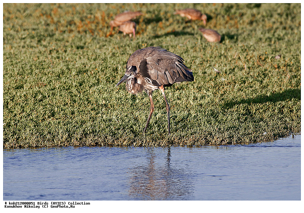 �����, �����, ������� ������� ����� , Ardea herodias, �����, ������ ����� ����, ���, DONE, ��������, Ardeidae, Ardea herodias, XYZ