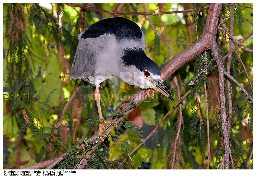 �����, �����, ������ , Nycticorax nycticorax, ����������, �����, ���-��������, ���, DONE, ��������, Ardeidae, ����������� ������, ������ �����, XYZ