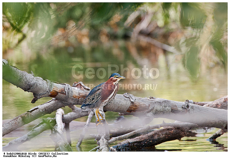 �����, �����, ������������ ������ ������, Butorides virescens,�����, ���-��������, ���, DONE, ��������, Ardeidae, Butorides virescens, ������������ ������� ������, ������������� ������, ������������ ������ ������, ����������, XYZ