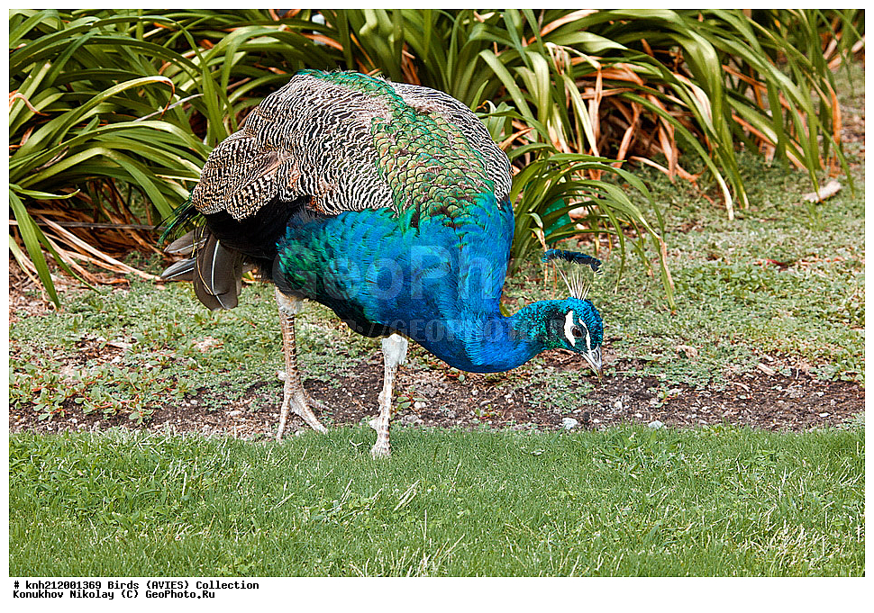 �����, �����, ������ , Pavo cristatus, ����������, �����, ���-��������, ���, DONE, ���������, Phasianidae, ������������ ������, ��������� ������, XYZ
