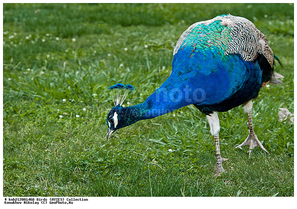�����, �����, ������ , Pavo cristatus, ����������, �����, ���-��������, ���, DONE, ���������, Phasianidae, ������������ ������, ��������� ������, XYZ