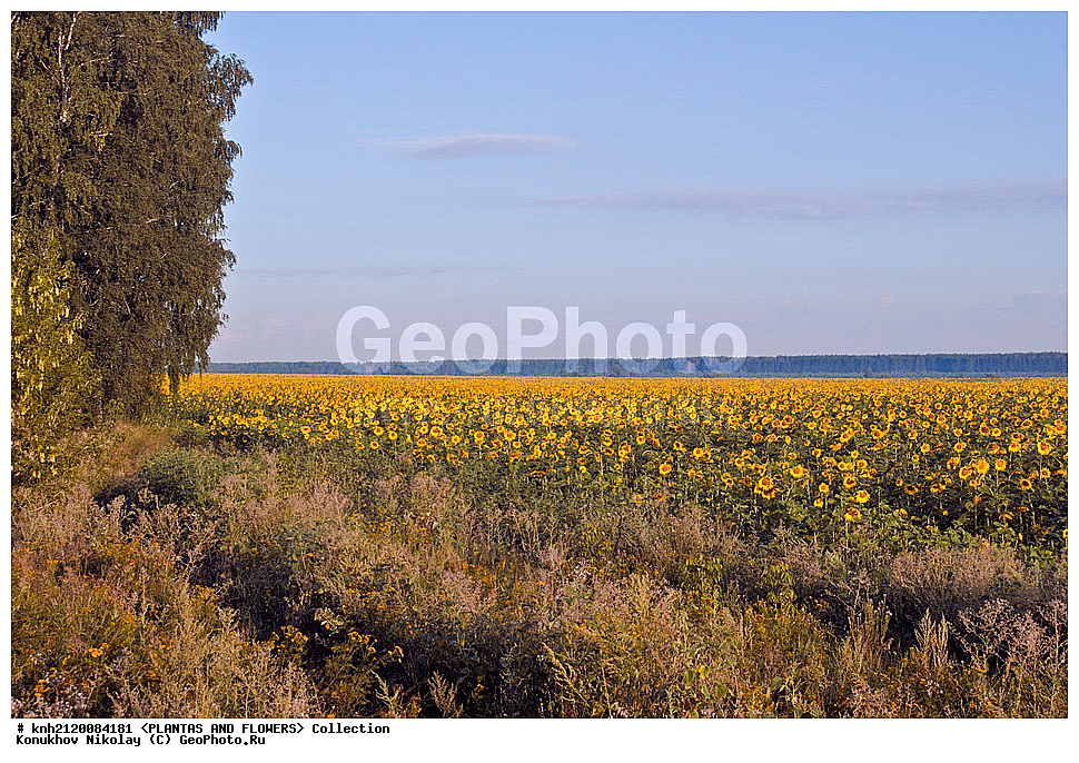 ������������ ���������� , ������������ ���������, Helianthus annuus, ��������, �����, ������ ��������, ���������� ��������, ������� ��������, ��������� ��������, ������, �����, �����������, ����������, ���������� ���., DONE, ��������, Asteraceae, �������������, Compositae, ����������, ���������� �������, ������, ������, XYZ, ����������� ������, ����������� ����������� �����
