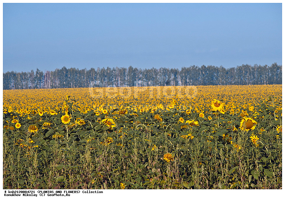 ������������ ���������� , ������������ ���������, Helianthus annuus, ��������, �����, ������ ��������, ���������� ��������, ������� ��������, ��������� ��������, ������, �����, �����������, ����������, ���������� ���., DONE, ��������, Asteraceae, �������������, Compositae, ����������, ���������� �������, ������, ������, XYZ, ����������� ������, ����������� ����������� �����