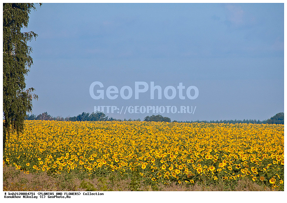 ������������ ���������� , ������������ ���������, Helianthus annuus, ��������, �����, ������ ��������, ���������� ��������, ������� ��������, ��������� ��������, ������, �����, �����������, ����������, ���������� ���., DONE, ��������, Asteraceae, �������������, Compositae, ����������, ���������� �������, ������, ������, XYZ, ����������� ������, ����������� ����������� �����