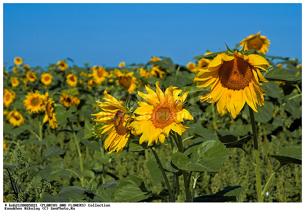 ������������ ���������� , ������������ ���������, Helianthus annuus, ��������, �����, ������ ��������, ���������� ��������, ������� ��������, ��������� ��������, ������, �����, �����������, ����������, ���������� ���., DONE, ��������, Asteraceae, �������������, Compositae, ����������, ���������� �������, ������, ������, XYZ, ����������� ������, ����������� ����������� �����