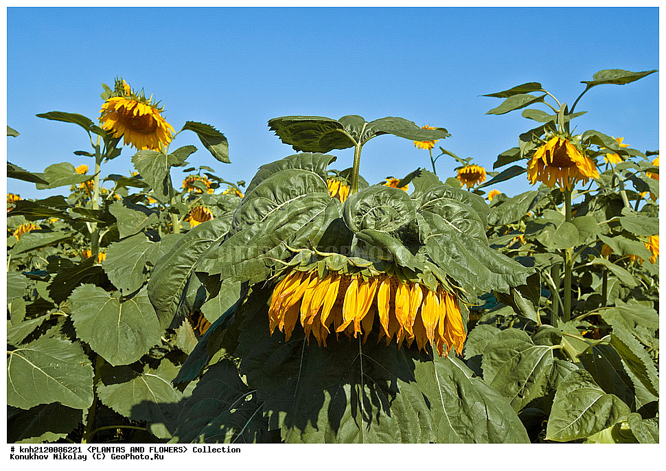 ������������ ���������� , ������������ ���������, Helianthus annuus, ��������, �����, ������ ��������, ���������� ��������, ������� ��������, ��������� ��������, ������, �����, �����������, ����������, ���������� ���., DONE, ��������, Asteraceae, �������������, Compositae, ����������, ���������� �������, ������, ������, XYZ, ����������� ������, ����������� ����������� �����