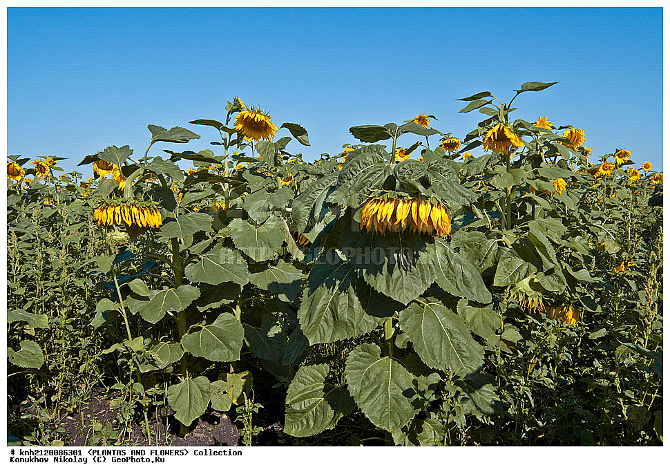 ������������ ���������� , ������������ ���������, Helianthus annuus, ��������, �����, ������ ��������, ���������� ��������, ������� ��������, ��������� ��������, ������, �����, �����������, ����������, ���������� ���., DONE, ��������, Asteraceae, �������������, Compositae, ����������, ���������� �������, ������, ������, XYZ, ����������� ������, ����������� ����������� �����