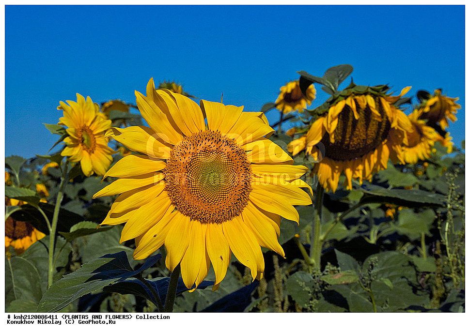 ������������ ���������� , ������������ ���������, Helianthus annuus, ��������, �����, ������ ��������, ���������� ��������, ������� ��������, ��������� ��������, ������, �����, �����������, ����������, ���������� ���., DONE, ��������, Asteraceae, �������������, Compositae, ����������, ���������� �������, ������, ������, XYZ, ����������� ������, ����������� ����������� �����